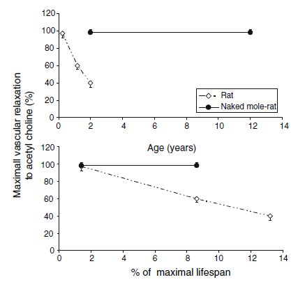 Naked Mole Rat Graph Resveratrolnews