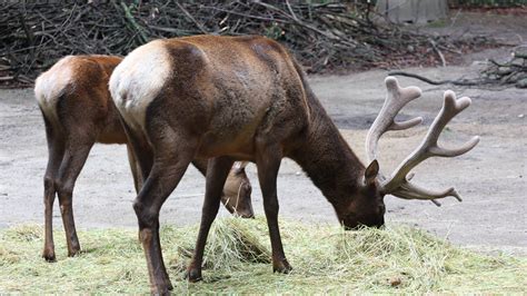 Wapiti Im Zoo Rostock Erleben