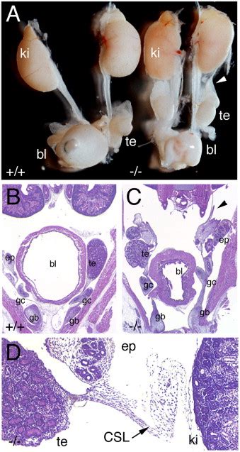 Role Of Endocytosis In Cellular Uptake Of Sex Steroids Cell