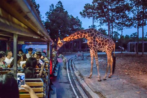 Chiang Mat Night Safari Timings Entry Fees Tours