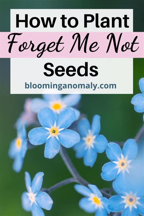 The Ultimate Guide On How To Plant Forget Me Not Seeds Blooming Anomaly