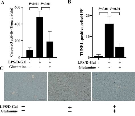 Figure 8 From Protective Effects Of Glutamine On Lipopolysaccharide D