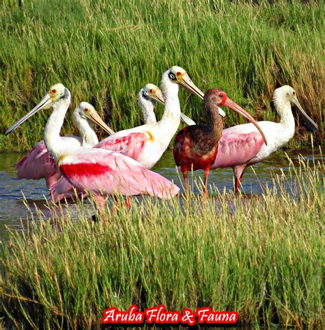 Aruba - Roseate spoonbill and Scarlet ibis ( juvenile) The Ibises and