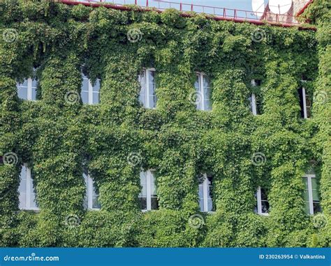 Planten Op De Gevel Van Het Huis Architecturaal Planten Klimplant Op