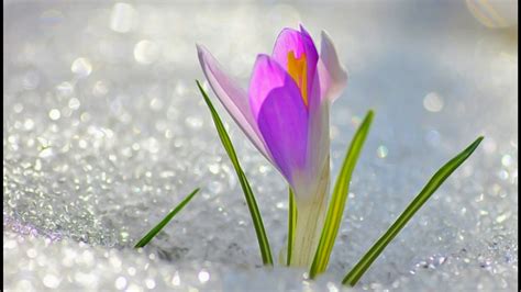 Весенняя капель, март - YouTube