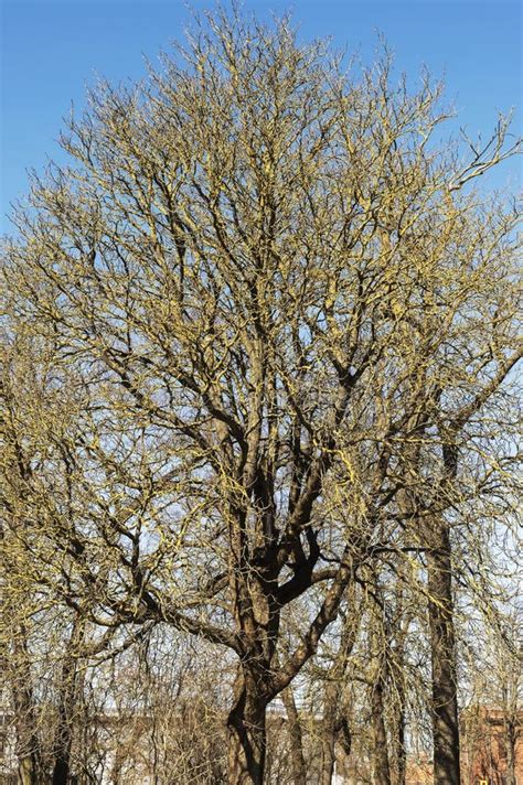Naked Spring Oak Lifted In A Clear Cloudless Weather Stock Photo
