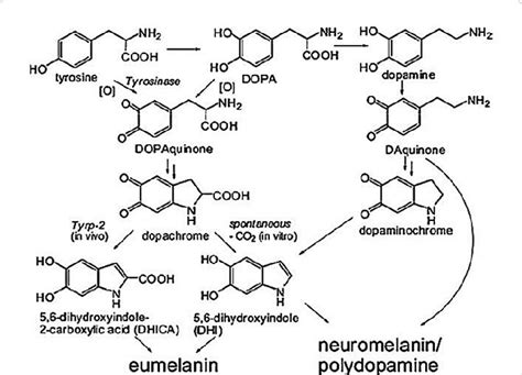 Biosynthetic And Synthetic Pathways For Eumelanin Neuromelanin And Download High