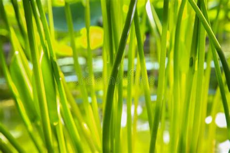 Feche Acima Das Hastes Da Planta Verde Na Lagoa Foto De Stock Imagem