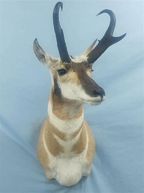 Antelope Taxidermy Available At Anderson Taxidermy