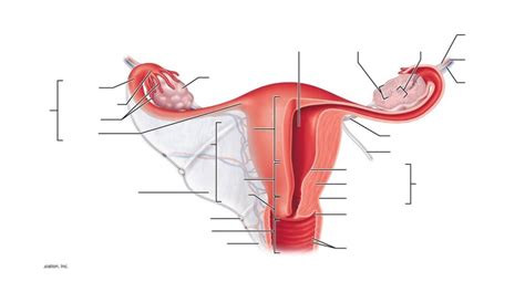 Bio Lab Test Uterine Tubes Diagram Quizlet