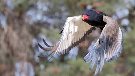 Birds of prey in Africa experiencing population collapse, study finds ...