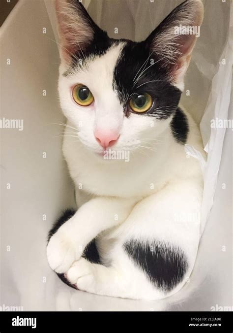 A White Cat With Black Spots And Yellow Eyes, Reaching One, 51% OFF