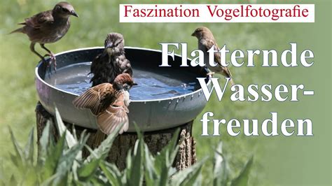 Faszination Vogelfotografie Flatternde Wasserfreuden YouTube