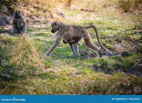 Monkey and Her Baby Walking in the Middle of the Jungle Stock Image - Image of rainforest ...