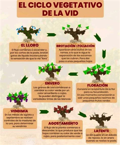 Llevar empeñar Desde allí periodo vegetativo de las plantas hogar