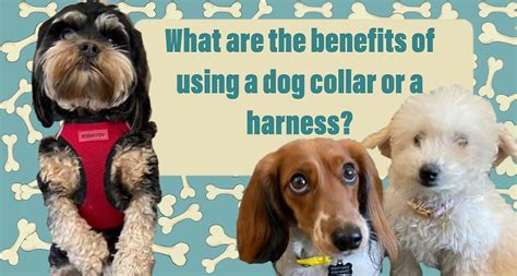 What Are The Benefits Of A Dog Harness