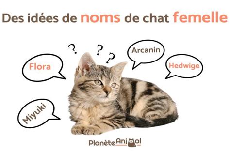 IDÉES de NOMS de CHATS FEMELLES Plus de 400 IDÉES