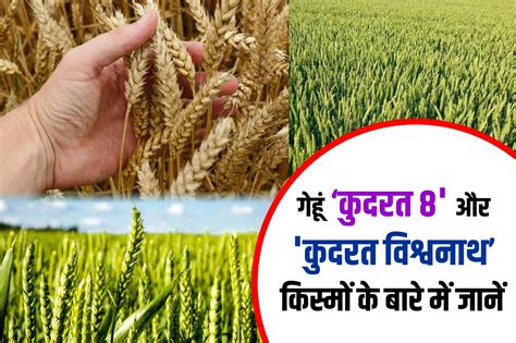 Kudrat 8 And Vishwanath Wheat Variety गेहूं की ये 2 किस्में किसानों के