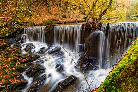 Autumn Forest With Stream Free Stock Photo Public Domain Pictures