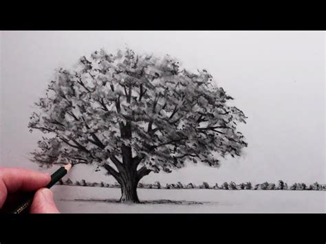 draw  realistic tree  beginners