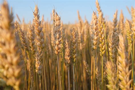 Argentinas Wheat Harvest Ends Bringing Almost US 3 Bn To Economy