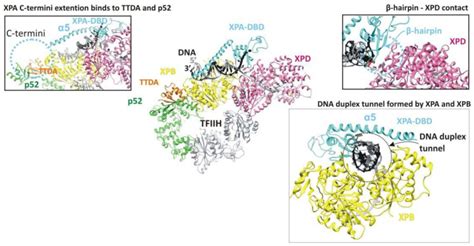 The Xpa Proteinlife Under Precise Control Pmc