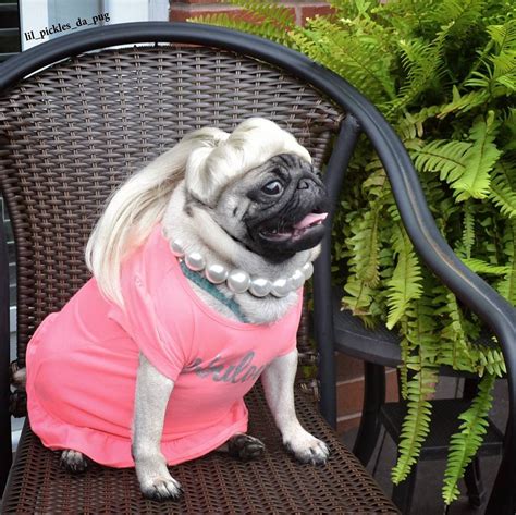 30 Pugs In Halloween Costumes To Warm Your Dark, Spooky Soul ...