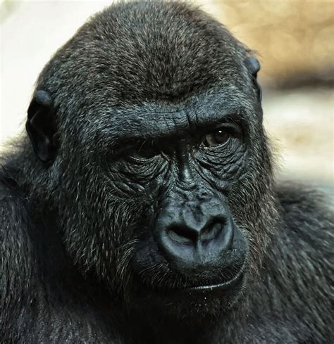 Gorilla Apa Djur Vilt Gratis foto på Pixabay