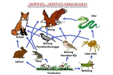 51 Soal Apa Yang Dimaksud Dengan Rantai Makanan CakTekno