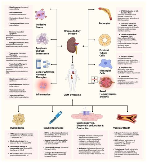 Understanding The Role Of Sex Hormones In Cardiovascular Kidney Metabolic Syndrome Toward