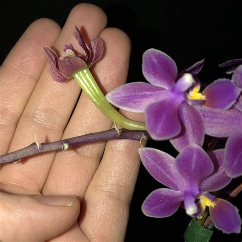 Orchid Green Seed Pod For Flasking Here But Not