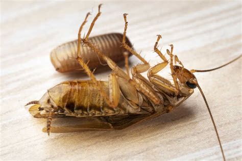 All About Cockroach Eggs: Identification, Dangers, And Removal Tips ...