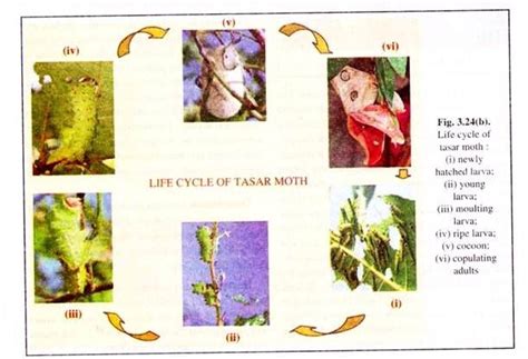 The Life Cycle Of A Moth