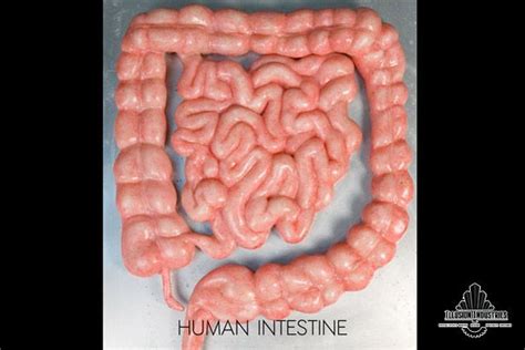 Real Human Large Intestine For Anatomy Study