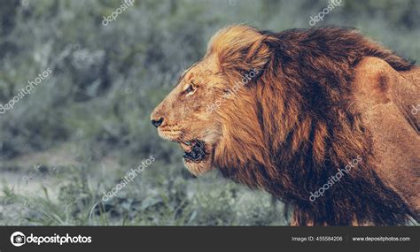 Big Wild Roaring Lion Profile Portrait King Jungle Big Five Stock Photo ...