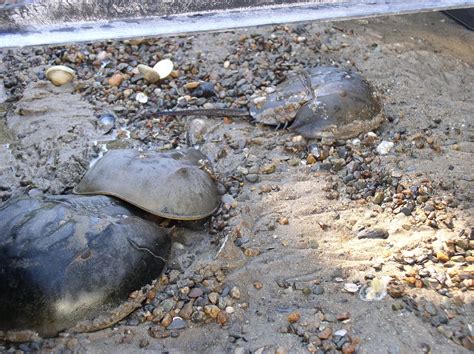 Horseshoe Crab Hatching