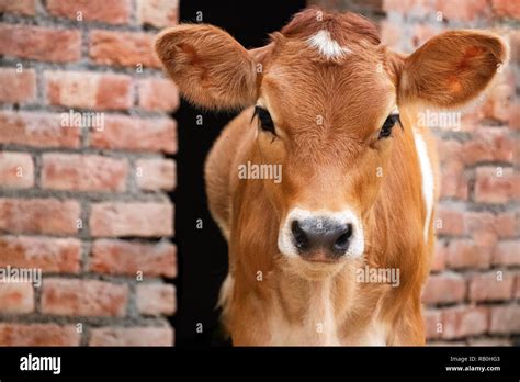 Angus Cow And Calf Hi Res Stock Photography And Images Alamy