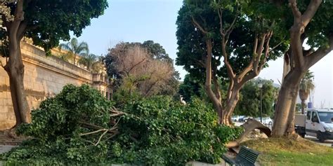 Palermo Le Foto Dell Albero Crollato Al Foro Italico Giornale Di Sicilia