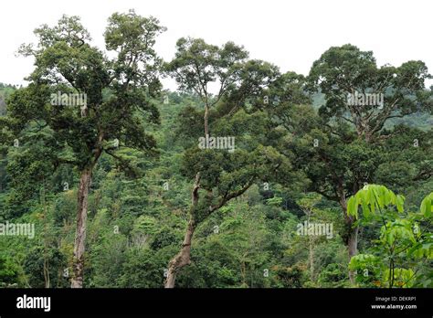 Singkawang, West Kalimantan, Indonesia Stock Photo - Alamy