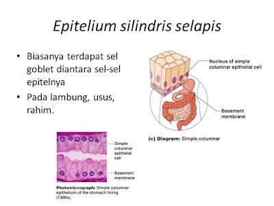 Epitel Silindris (Jaringan Epitel) Dan Jenisnya - Biologisites