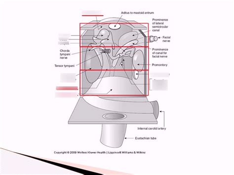 Middle Ear Diagram | Quizlet