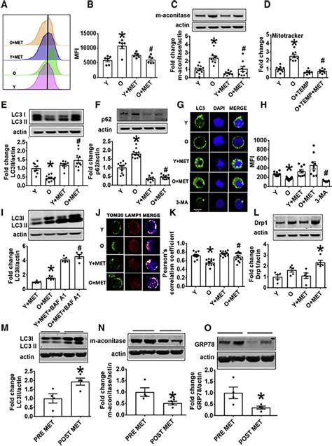 Metformin Promotes Mitochondrial Turnover And Mitophagy In Cd4 T