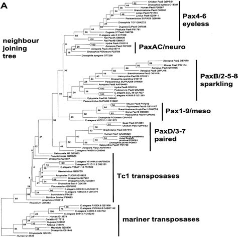 Neighbor Joining A And Parsimony B Tree Of The Paired Domains Of