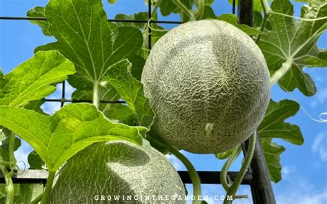 How To Grow Cantaloupe 9 Tips For Growing Cantaloupe Growing In The