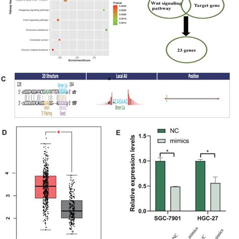 TiRNA Val CAC 001 Regulated GC Malignancy By Targeting LRP6 Via Wnt