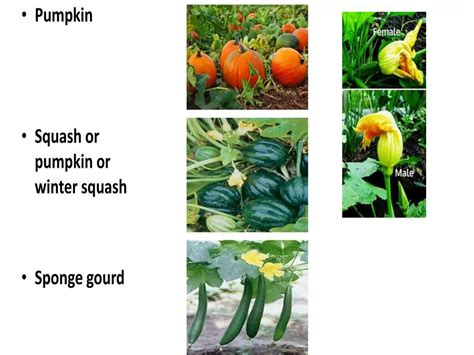 Cucurbitaceae Ppt