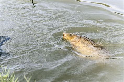 夏季釣大草魚，這3種餌料配方少不了，早知道早爆護！ 每日頭條