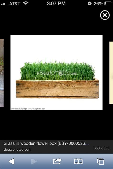 Grass in a flower box. Perfect for patio / deck | Flower boxes, Outdoor decor, Patio deck