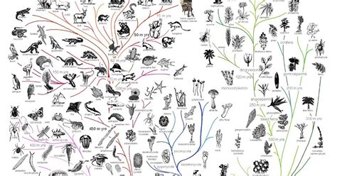 Exploring Digimon Reproduction Unraveling The Mystery Homeostasis Lab