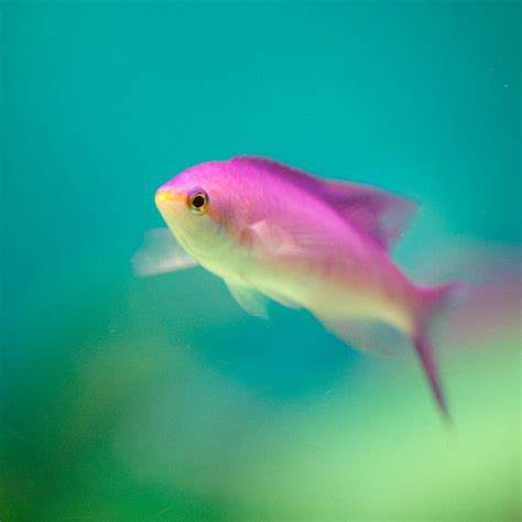 Pink Fish At Shinagawa Aquarium